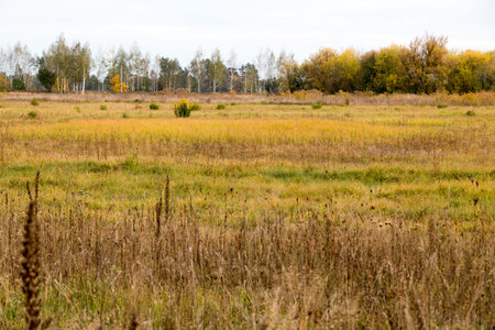 Autumn landscape. Dark clouds over the autumn forest. Yellowed grass in the field.の写真素材