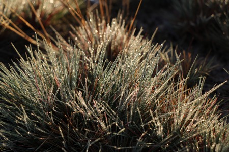 dry autumn grassの写真素材