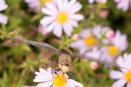 large dragonfly on the flower of helleboreの写真素材
