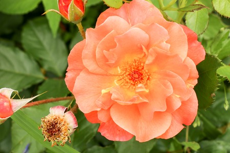 tea rose garden in the summer in Ukraineの写真素材