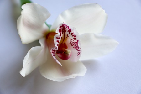 White with purple veins orchid flowerの写真素材