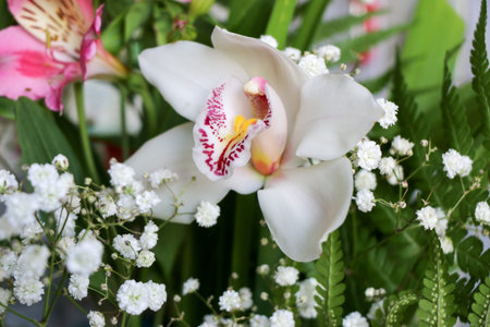 White with purple veins orchid flower