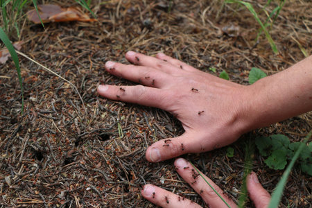 Hand on an anthillの写真素材