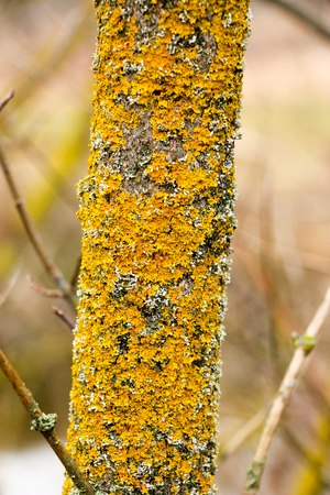 lichens Xanthoria parietina on a tree branch in the gardenの写真素材