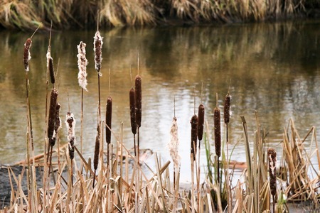 Yellow, high, autumn grass close-up.の写真素材
