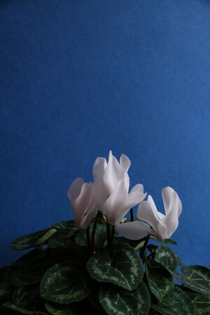 Cyclamen with white flowersの写真素材