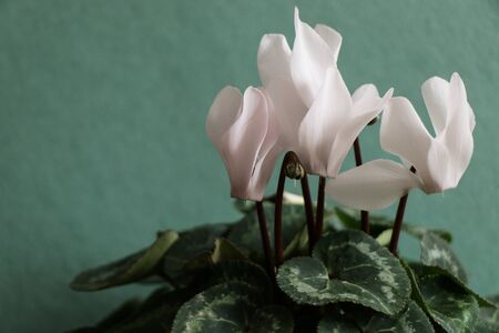Cyclamen with white flowersの写真素材