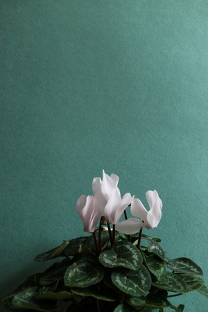 Cyclamen with white flowersの写真素材