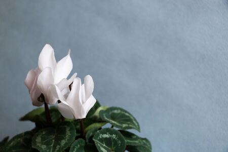 Cyclamen with white flowersの写真素材