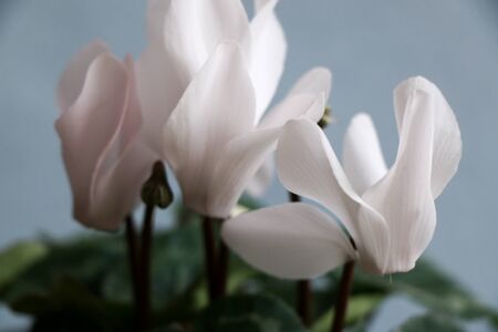 Cyclamen with white flowersの写真素材