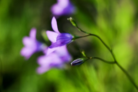 Close-up of a little blue flower over blurred green background. A natural soft image with a blurry space and a focused purple flower in a beautiful leaf.の写真素材
