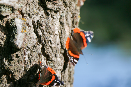 Red Admiral butterfly Vanessa atalanta sitting on a gray bark of a treeの写真素材