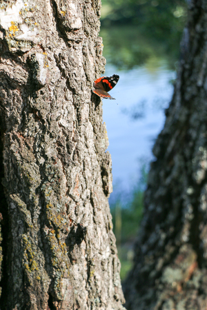 Red Admiral butterfly Vanessa atalanta sitting on a gray bark of a treeの写真素材