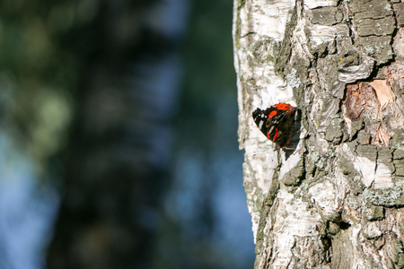 Red Admiral butterfly Vanessa atalanta sitting on a gray bark of a treeの写真素材