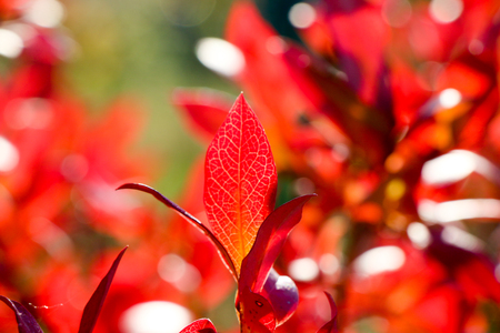 Autumn colorful barberry red leaves. Autumn background.の写真素材