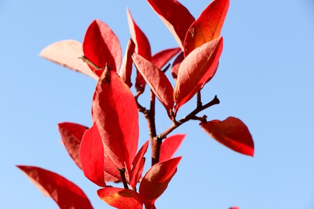 Autumn colorful barberry red leaves. Autumn background.の写真素材