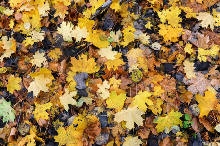 Red and orange autumn leaves background. Outdoor.Colorful backround image of fallen autumn leaves...