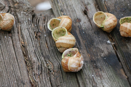 grape snails, akhatina, on a red plate, as crude food, a rawism and as a delicious dish Burgundy snails, prepared mussels, French cuisine. close up view on the background of old wooden boardsの写真素材