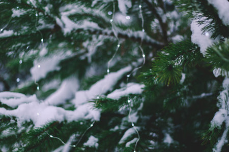 Christmas tree with gold defocused lights and silhouette of spruce branch. defocused new year...