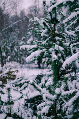 tree with gold defocused lights and silhouette of spruce branch. defocused new year background with space for textの写真素材