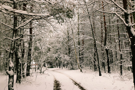 Winter landscape with snow-covered spruce forest.