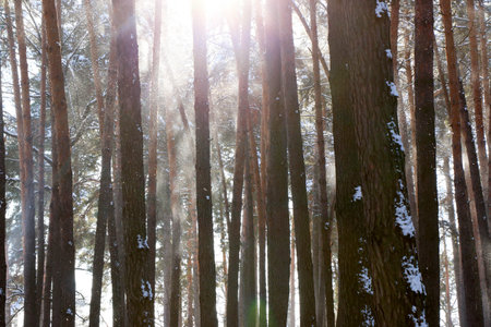 Winter landscape with snow-covered spruce forest. on a sunny day