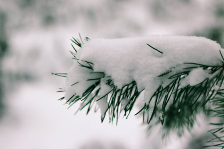 Winter snowy pine tree scene. Fir branches covered with frost wonderland.Winter mood. Snow covered...