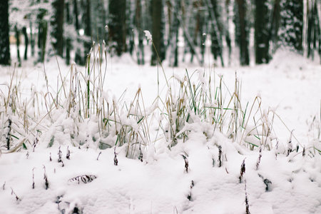 Greeting card design. Close up tree branches covered with snow against blue sky. Incredible beautiful winter background.の写真素材