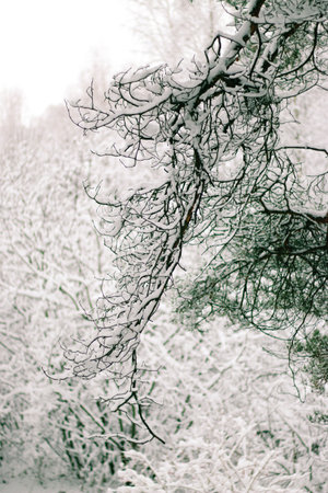 Winter snowy pine tree christmas scene. Fir branches covered with frost wonderland.Winter mood. Snow covered branches in winter.の写真素材