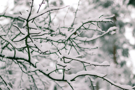 Greeting card design. Close up tree branches covered with snow against blue sky. Incredible beautiful winter background.の写真素材
