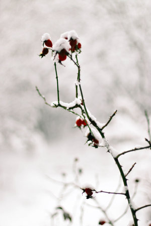Greeting card design. Close up tree branches covered with snow against blue sky. Incredible...