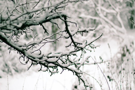 Greeting card design. Close up tree branches covered with snow against blue sky. Incredible...