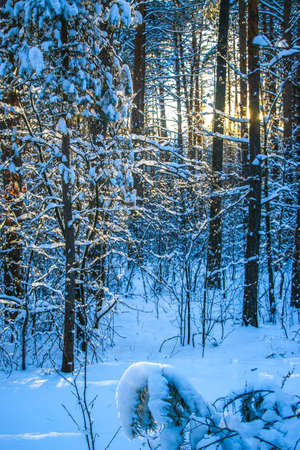 Winter landscape with snow-covered spruce forest. sunny day, the trees are covered with snow Christmas view. on a sunny dayの写真素材