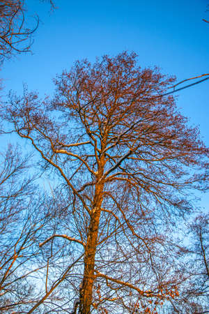 Winter landscape - frosty trees in snowy forest in the sunny day. warm sunset light Tranquil winter nature in sunlight. tree in the snow red trees against the blue skyの写真素材