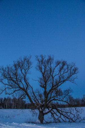 Beautiful winter sunset with trees in the snow. Blue sky, snowy field. Old large spreading tree