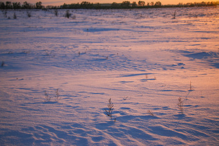 silhouettes of dry grass at sunset in a snowy field in pink and purple colors. Beautiful winter...