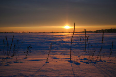beautiful colored sunset winter landscape with snow-covered field in purple and pink colors. Silhouettes of trees and shiny snow. Dry herbs in the snow.の写真素材