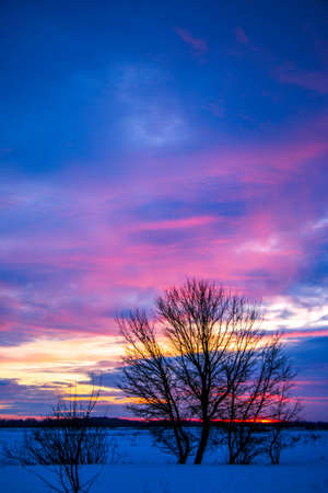 beautiful colored sunset winter landscape with snow-covered field in purple and pink colors. Silhouettes of trees and shiny snow. Dry herbs in the snow.の写真素材