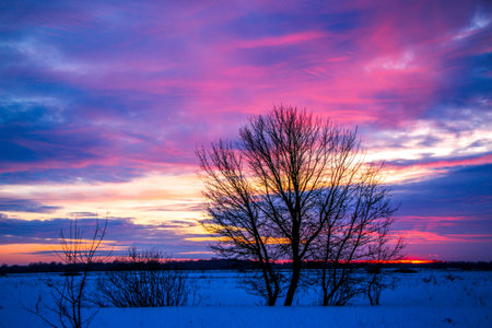 beautiful colored sunset winter landscape with snow-covered field in purple and pink colors. Silhouettes of trees and shiny snow. Dry herbs in the snow.の写真素材