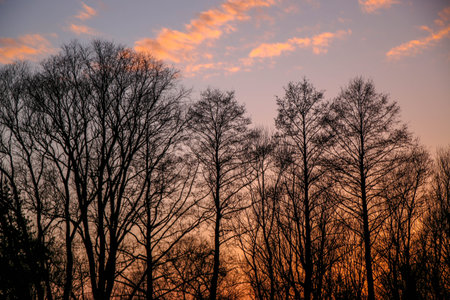 Silhouettes of trees against the background of a bright colored sunset, Beautiful texture of...
