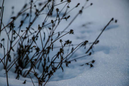 silhouettes of dry grass at sunset in a snowy field in pink and purple colors. Beautiful winter background.の写真素材