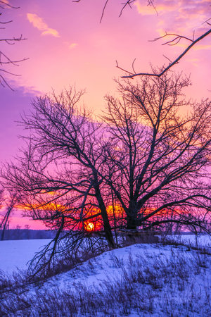 Silhouettes of trees against the background of a bright colored sunset, Beautiful texture of intertwined branchesの写真素材