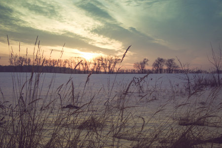 silhouettes of dry grass at sunset in a snowy field in pink and purple colors. Beautiful winter background.の写真素材
