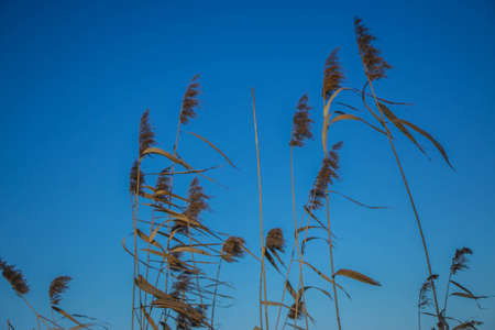 Pampas grass on the lake, reed layer seeds. reeds on the lake against the blue snow on a sunny winter day. Abstract natural background. Beautiful pattern with neutral colors. Selective focusの写真素材