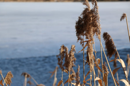Dry reeds bent over the water. Sunny spring day, Ukraine, Shostka. Beautiful natural background natural colors.の写真素材