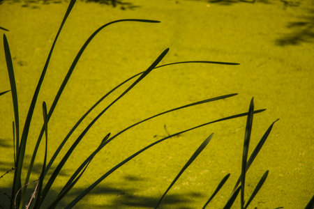 A pond covered with green duckweed on a sunny day. Growing of macroalgae - duckweed, Lemniaceae family for feeding birds and fish. Eco-business. Beautiful natural backgroundの写真素材