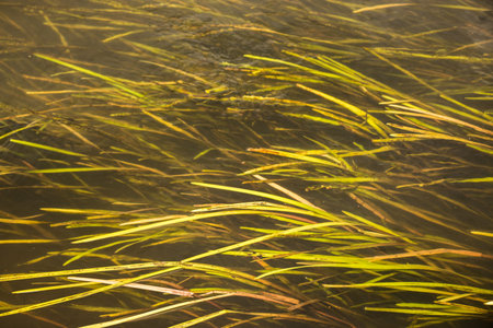 forest river algae in cold clear waters. Ukraine. beautiful natural background.