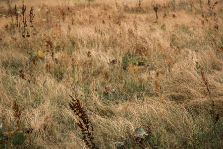 Beige spikelets of grass in summer are illuminated by sunlight on a meadow in nature. Grass meadows. Beautiful natural background.の写真素材