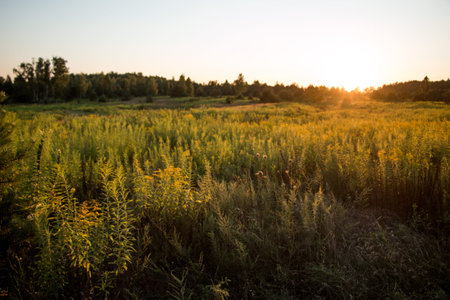 wild meadow different flowers and herbs on the background of sunset sunlight. Summer natural...