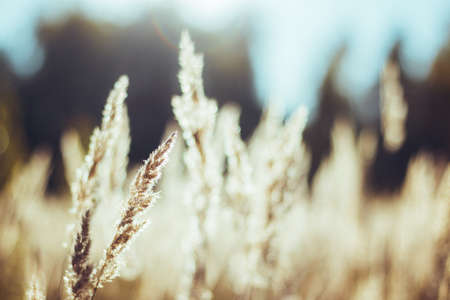 Dried grass beige. Golden flowering spikelets dry autumn grass. Dry autumn grasses with spikelets of beige color close-up. Solar lighting, contour light. Natural background. Selective focusの写真素材